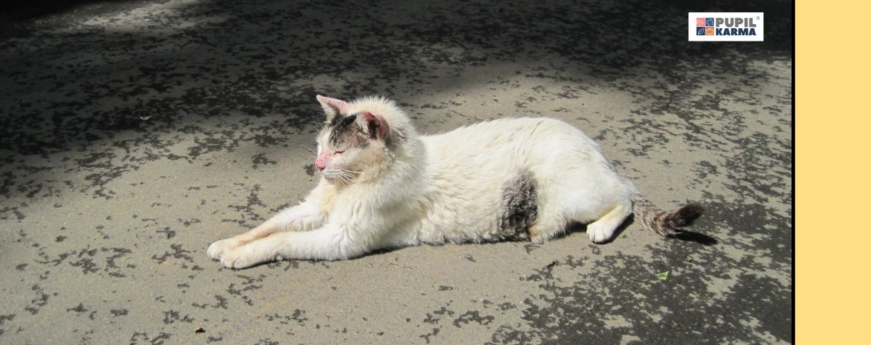 Koci trądzik. Zdjęcie leżącego na ziemi kota białego z ewidentnymi przebarwieniami sierści. Po prawej stronie żółty pas i logo pupilkarma.